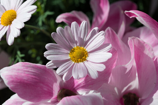 light pink daisies with yellow centres nestled in medium pink cyclamen petals all bathed in an ethereal light