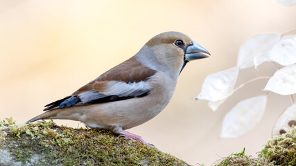 bird, natur, wild lebende tiere, tier, bachstelze, wild, schnabel, weiß, bird