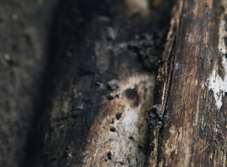 Natural background with burnt tree close up