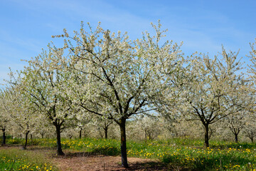 Verger de mirabelliers en fleurs au printemps en Meurthe-et-Moselle, Lorraine, France