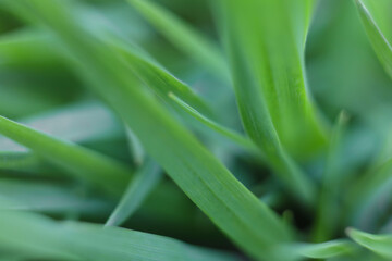 Green grass nature fresh spring macro background