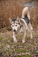 A beautiful dog of breed Alaskan Malamute walks near the river