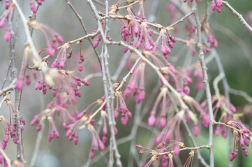 weeping cherry blossom buds