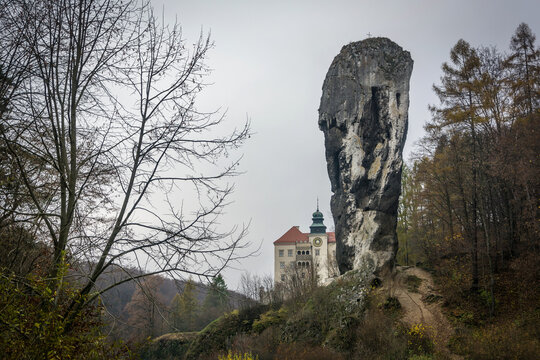 maczuga herkulesa