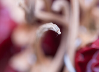 abstract background of dried chilli peppers
