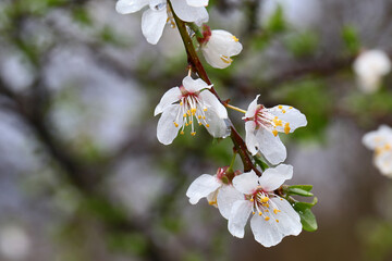 A blossoming branch of a fruit tree under a spring rain on a blurry background...