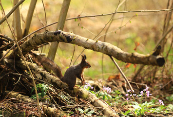 Obraz premium A small squirrel sits in a waiting position among the fallen trees...