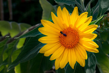 Mexican sunflower