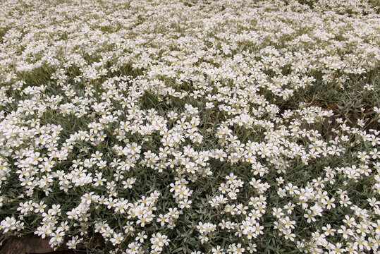 field of cerastium or mouse-ear chickweed blossoms