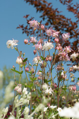 pink and white aquilegia, granny's bonnet, or columbine flowers viewed from below and photographed against a blue background