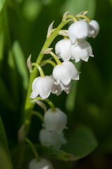 Fototapeta na wymiar lily of the valley or convallaria majalis lit in strong sunlight on a dark green background