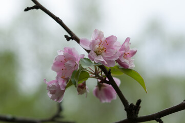 pink tree blossoms on a branch - overcast