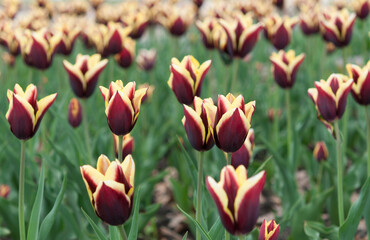 field of burgundy and yellow tulip flowers
