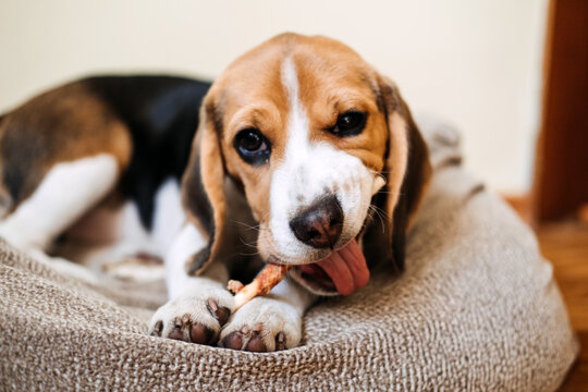 Dog Snack Chewing Sticks for puppies. Beagle puppy eating Dog Snack Chewing Sticks at home. Beagle Eat, Dog Treats for Beagles