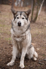 Beautiful dog of breed Alaskan Malamute is sitting in the forest