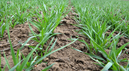 Winter wheat sowings