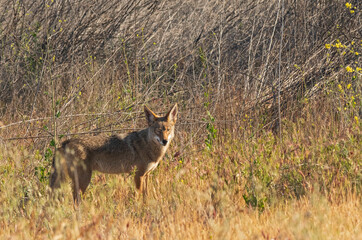 Lone coyote in early morning sunlight