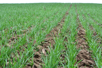 Winter wheat sowings