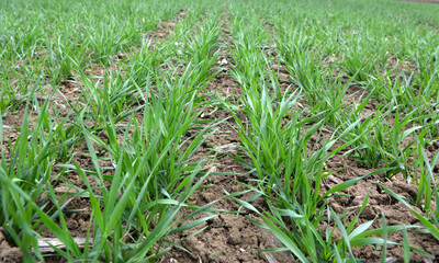 Winter wheat sowings