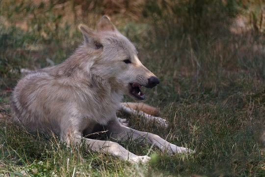 Loups du Mackenzie