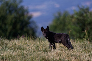 Loups du Mackenzie