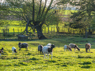 Fototapeta premium Kleine Schafherde mit vielen Lämmern auf der Weide