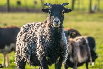 Kleine Schafherde mit vielen Lämmern auf der Weide