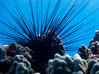 Black Long Spined Sea Urchin Close Up Low Angle with Blue Water Background - 429504777
