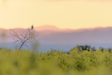 bird on a tree branch in the middle of a field of yellow rapeseed blossoms at sunset