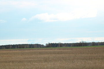 Obraz premium spring came