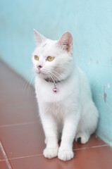 pet white cat close up