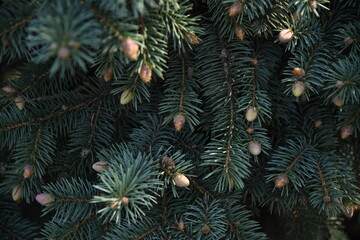 Branches of green and blue Christmas tree with young cones