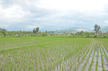 Fototapeta na wymiar rice field landscape with beautiful nature