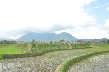 Obraz premium rice field landscape with beautiful nature