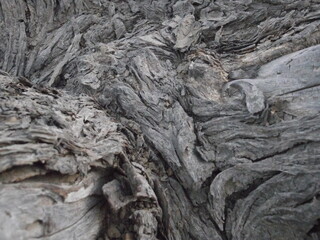 tree bark background
