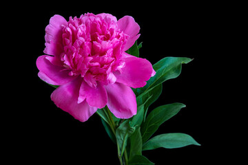 Beautiful fluffy blooming pink peony on black background