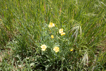 yellow flowers in grass