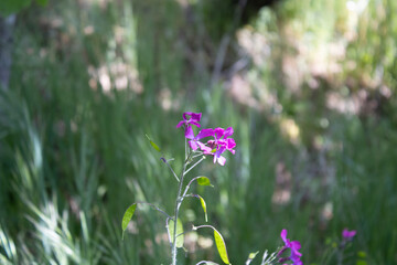 pink flowers