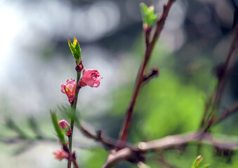 branch of a blooming peach in early spring with barely blooming flowers