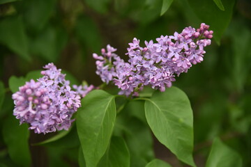 lilac flowers of lilac color in green leaves bloom in spring