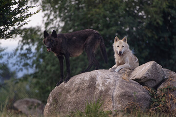 Loup du Mackenzie