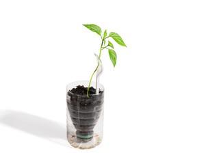 Fototapeta na wymiar Seedling, pepper sprout in cup made from plastic bottle. Concept of reuse plastic in household. Isolated on white with copy space