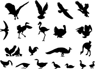 20 Silhouettes of various birds. Peacock, flamingo, eagle.