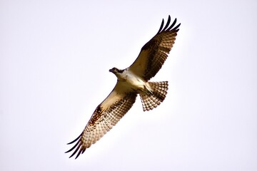 Osprey in Flight