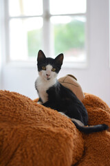 cat on top of a stuffed animal looking