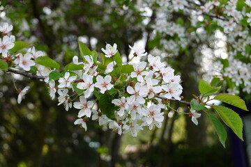 Prunus avium, commonly called wild cherry, sweet cherry, gean, or bird cherry is a species of cherry, a flowering plant in the rose family, Rosaceae.