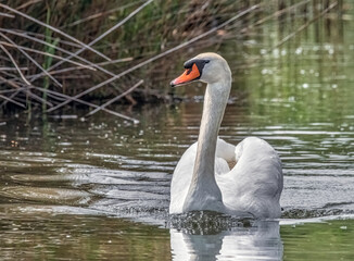 Schwimmender Schwan im See