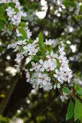 Prunus avium is a deciduous tree cultivated in landscapes. Its leaves are alternate, simple, and toothed on the margin, with 2 small glands at base of blade​.