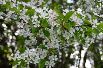 The Wild Cherry is botanically called Prunus avium . The Tree is a deciduous tree​, it will be up to 25 m (82 ft) high.