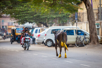 Fototapeta premium Sacred painted India Cow walking the streets of Mysore, Southern Indian